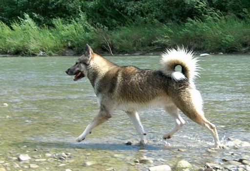 Лайки