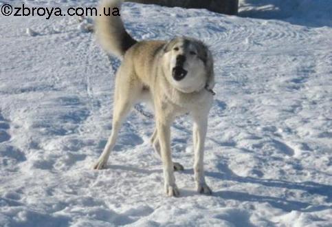 Лайки